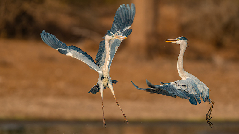 PSSA Silver Medal-Nature Birds Only Colour-Who has the courage-Gerhard Geldenhuys-Nelspruit Photographic Society