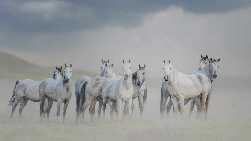 PSSA Silver Medal-Open Colour-Horses in the mist- Anneke Preto-Southern Suburbs Camera Club