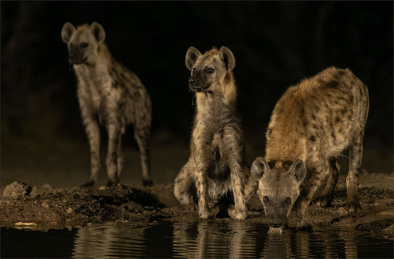 Nature - No Birds - Colour-Bethal Bronze Medal-Bethal Fotografie Klub-Leon Venter-HYENAS THIRSTY AT NIGHT