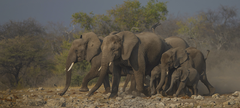 Nature - No Birds - Colour-PSSA Silver Medal-AFO Photography Club-Hennie Niemand-Dors