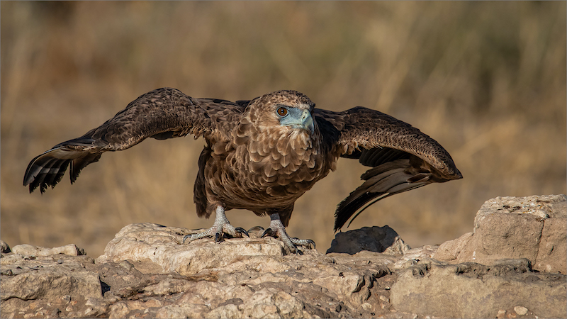 Nature Birds Only - Colour -Bethal Silver Medal-National Photographic Club-Gonnie Myburgh-Juvenile Bateleur - Get set....