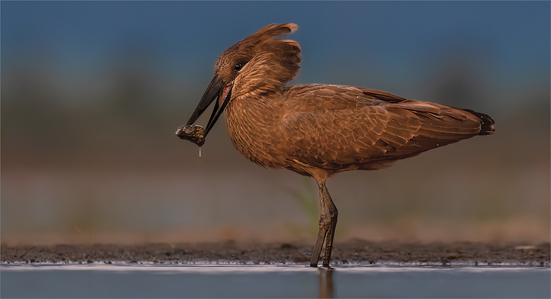 Nature Birds Only - Colour -PSSA Silver Medal-Ermelo Foto Klub-Jan van Niekerk-Hamerkop laat middag