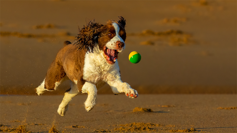 Open Colour-PSSA Silver Medal-Imagelink Virtual Club-Andre Serfontein-Groen en geel vangs