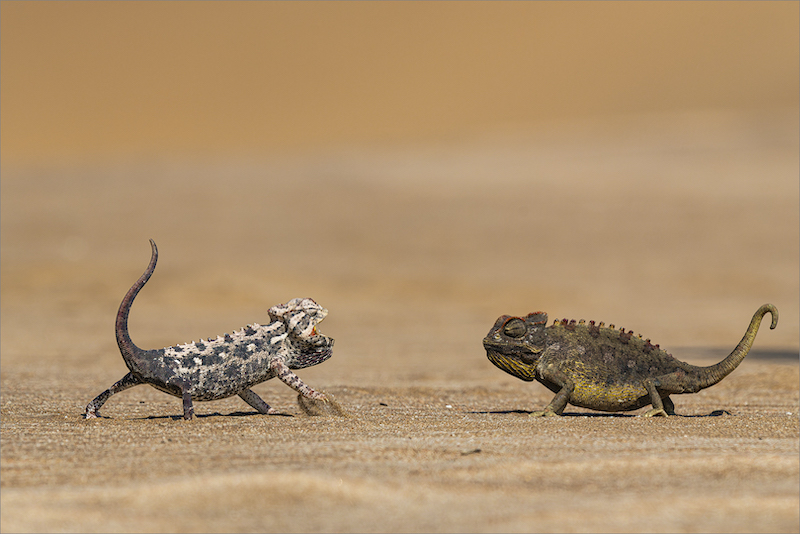 BCC Club Medal - Wildlife - No Birds - Colour - Desert charmelion agression - Dewald Tromp - Midlens Fotoklub