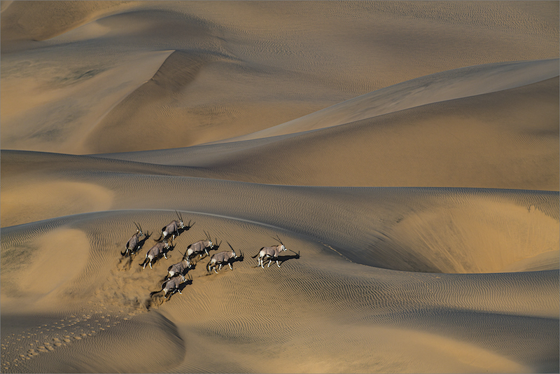 PSSA Silver Medal - Wildlife - No Birds - Colour - Struggling up the dune - Dewald Tromp - Midlens Fotoklub