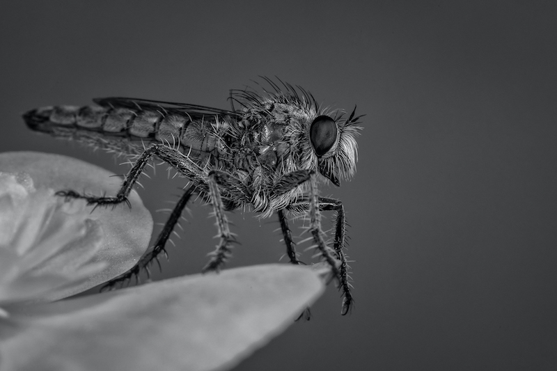 BFK Medal - Macro or Close-up Mono - Robber fly on petal - Trix Jonker - Bloemfontein Kameraklub