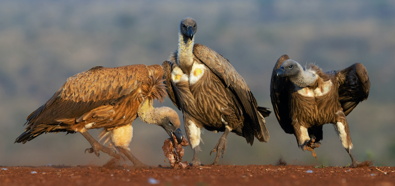 BFK Medal - Wildlife Birds - Finders keepers - Shirley Gillitt - Westville Camera Club