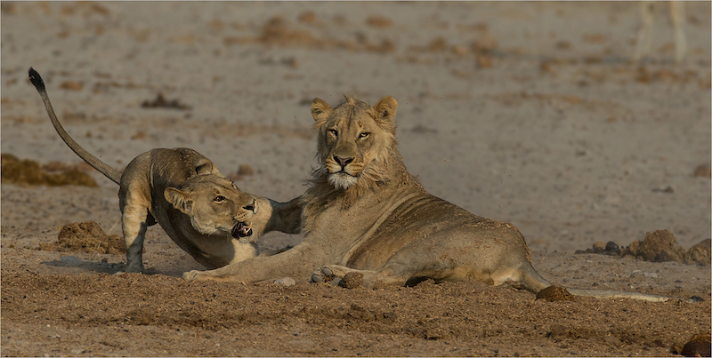 BFK Medal - Wildlife No Birds - Not interested-Annette  Ligthelm-AFO Photography Club