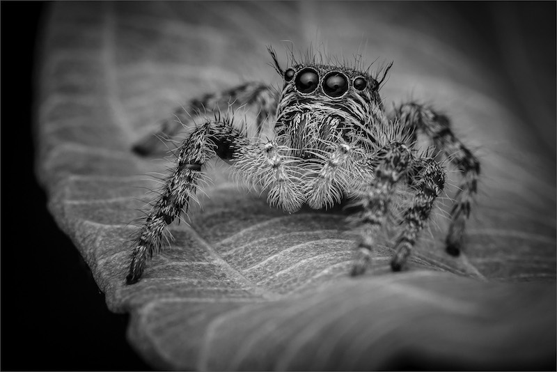 PSSA Silver Medal - Macro or Close-up Mono - Jumping spider 6587 BW - Hannes Claassens - Midlens Fotoklub