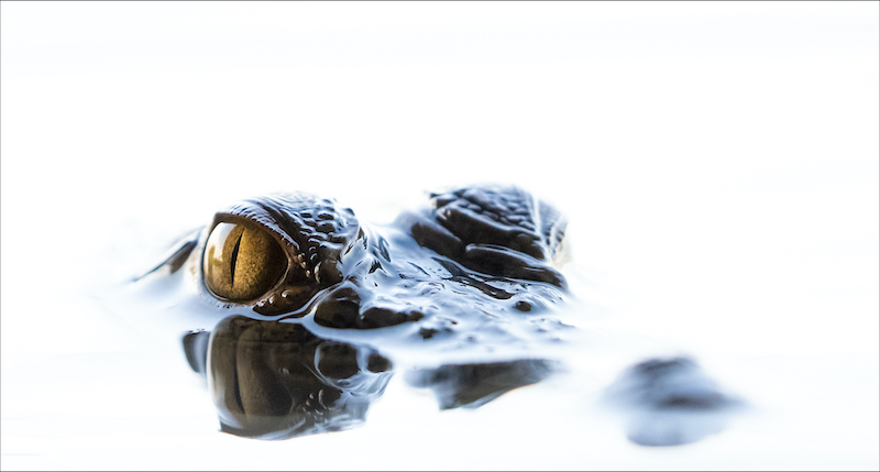 PSSA Silver Medal - Open Colour - baby croc - Erwin Kruger-Haye - Ignite Photo Club