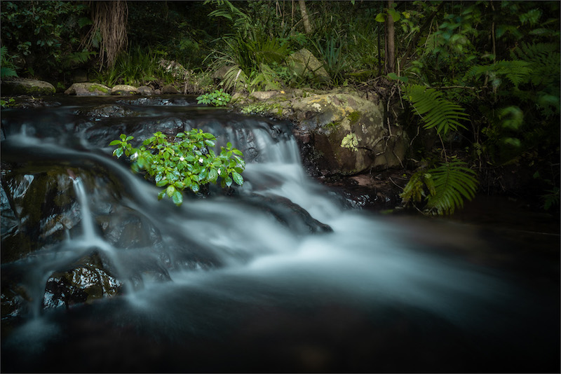 PSSA Silver Medal - Scapes - Forest stream - Hannes Claassens - Midlens Fotoklub