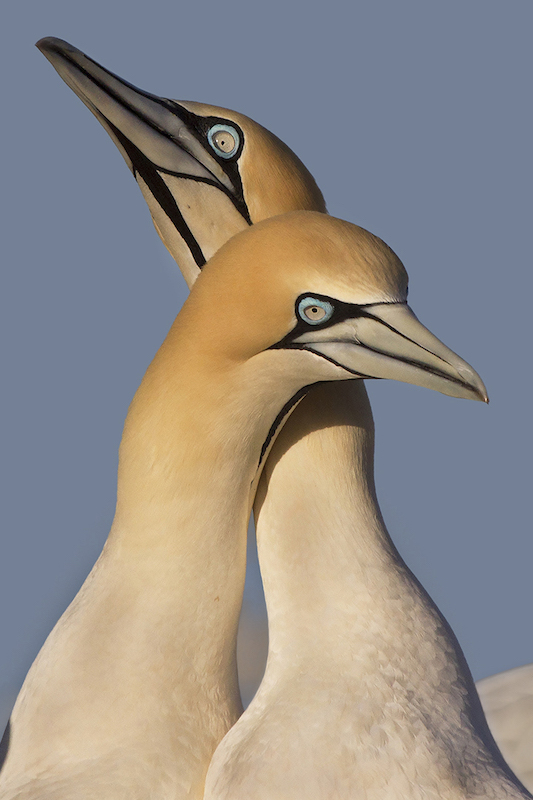 PSSA Silver Medal - Wildlife Birds -Gannet Love 1 - Nico Hatting - Springs Photographic Club