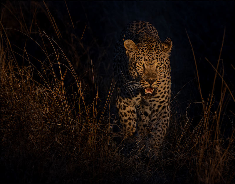 PSSA Silver Medal - Wildlife No Birds -Luiperd oppad-Leon Drotsky-Ermelo Foto Klub