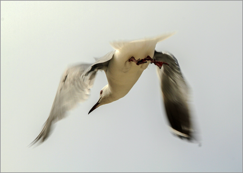 CCC Bronze Medal - WIldlife Birds Only - In Vlug - Esther Louw - Centurion Camera Club