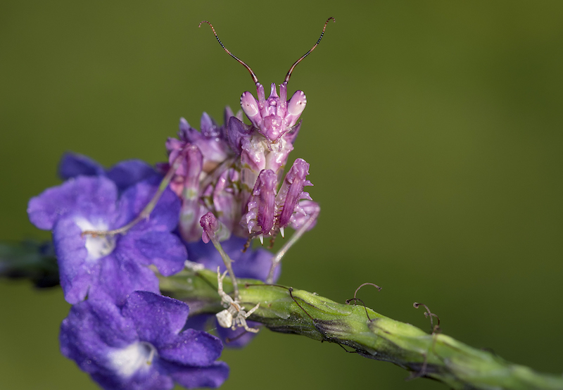 CCC Bronze Medal - Wildlife No Birds Colour - Pink spiny flower mantis and baby crab spider - Hendrik Louw - Centurion Camera Club