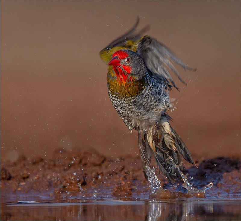 CCC Silver Medal - WIldlife Birds Only Colour - MELBA KLAAR GEBAD - Leon Venter - Bethal Fotografie Klub