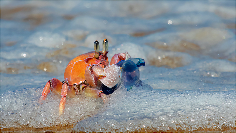 CCC Silver Medal - Wildlife No Birds Colour - Bloublasie vangs in skuim - Andre Serfontein - Imagelink Virtual Club