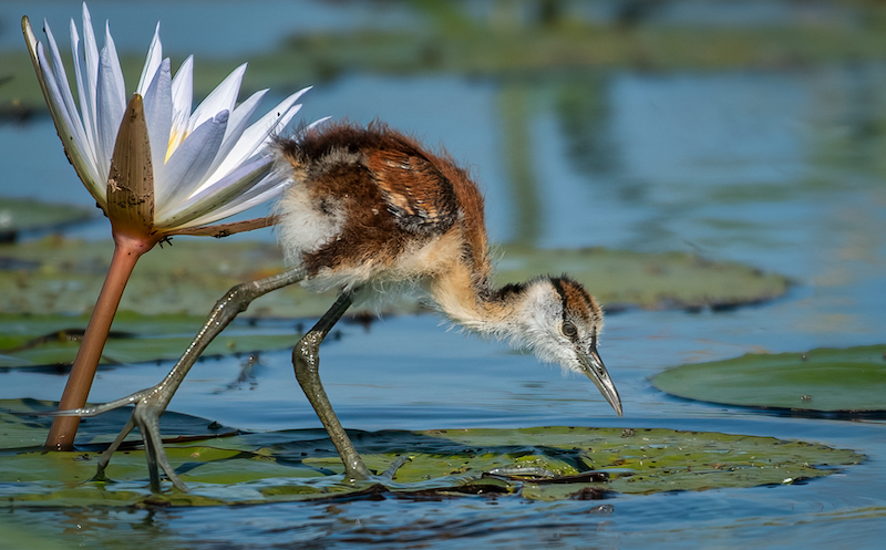 PSSA Silver Medal - Wildlife Birds Only - African Jacana Chick - Dixon Norval - Tafelberg Fotografieklub
