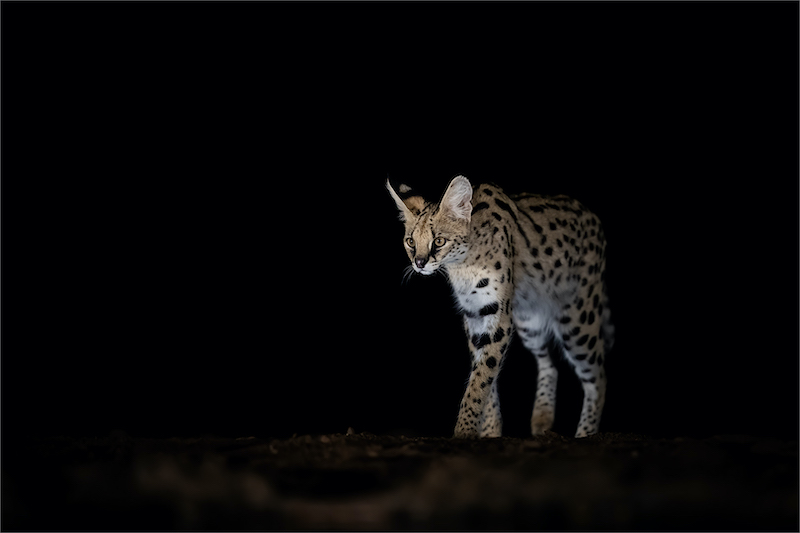 PSSA Silver Medal - Wildlife No Birds Colour - Serval - Lynne kruger-Haye - Ignite Photo Club