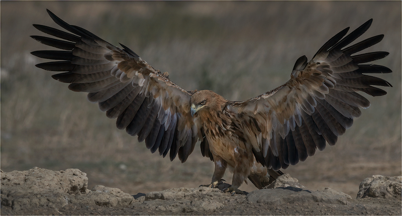 HCPS Silver Medal - Nature - Birds Only - Colour - Gracious landing - Michelle Pearson - Hibiscus Coast Photographic Society