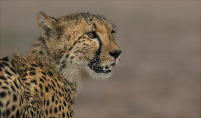 HCPS Silver Medal - Nature - No Birds  - Colour - Focused - Michelle Pearson - Hibiscus Coast Photographic Society
