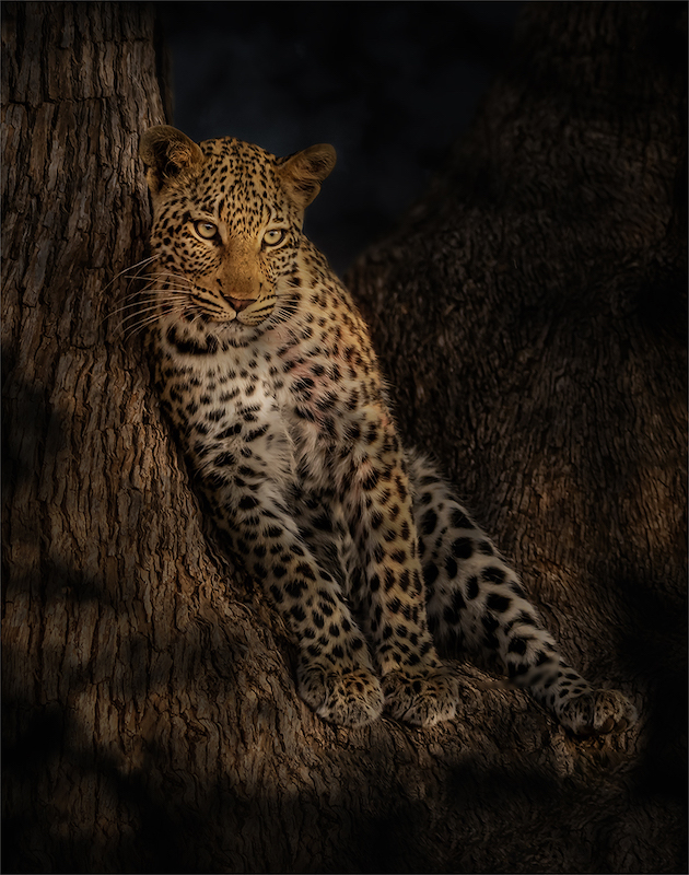 HCPS Silver Medal - Open Colour - In the crook of the tree - Bridgid Wickham - Westville Camera Club