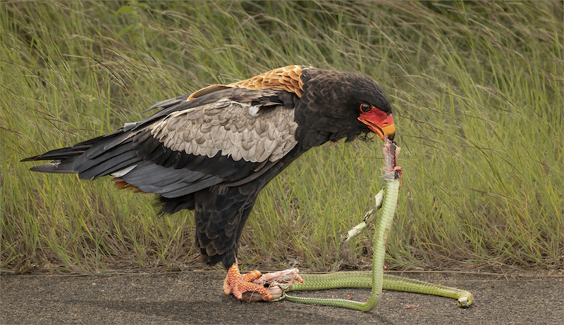PSSA Silver Medal - Nature - Birds Only - Colour - Berghaan en die boomslang 3952 HD - Tokkie Labuschagne  - Magalies Foto Fun Club