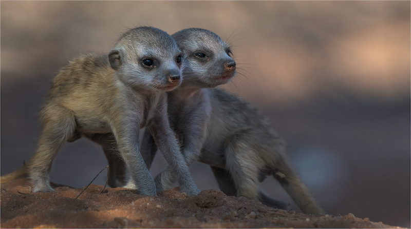 PSSA Silver Medal - Nature - No Birds  - Colour - Sticking together - Michelle Pearson - Hibiscus Coast Photographic Society