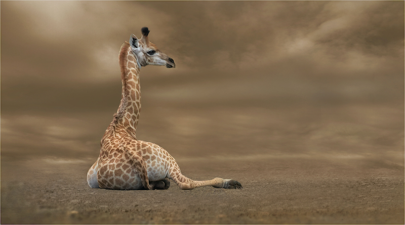 PSSA Silver Medal - Open Colour - Alone - Michelle Pearson - Hibiscus Coast Photographic Society