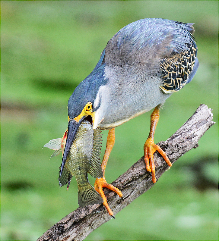 Kosmos Bronze Medal - Best Kosmos Entry - Nature - Birds Only - Colour - NOU OF NOOIT - Gawie vd Westhuizen - Kosmos Fotografie Klub
