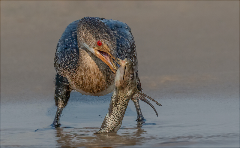 Kosmos Silver Medal - Nature - Birds Only - Colour - The Catch  - Tania CHOLWICH - AFO Photography Club