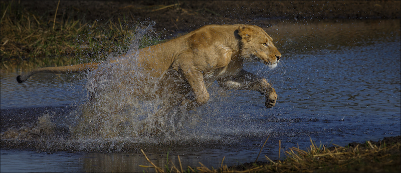 Kosmos Silver Medal - Nature - No birds - Colour - Nie lief vir water - Leon Drotsky - Ermelo Foto Klub