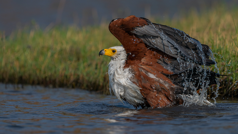 PSSA Silwer Medal  - Nature - Birds Only - Colour - Water bath - Trix Jonker - Bloemfontein Kameraklub