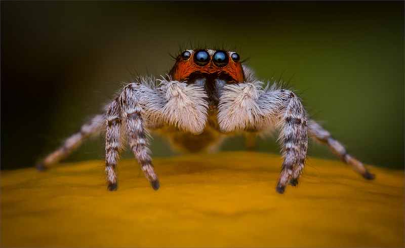 PSSA Silwer Medal  - Your Favourite Photos - Jumping spider 9113 - Hannes Claassens - Midlens Fotoklub