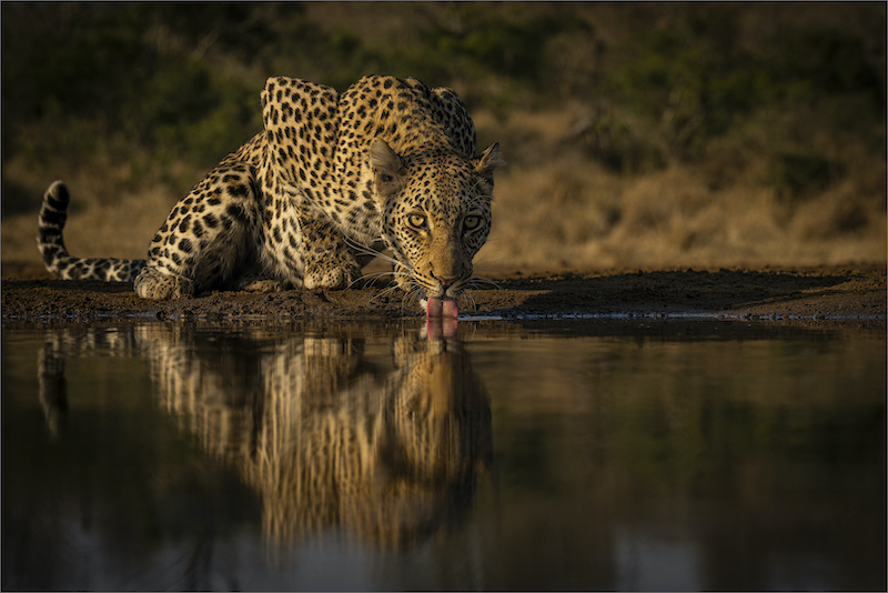 KRIEL FOTO CLUB BRONZE MEDAL -WILDLIFE NO BIRDS - LATE AFTERNOON DRINK -  DEWALD TROMP - MIDLENS FOTOCLUB