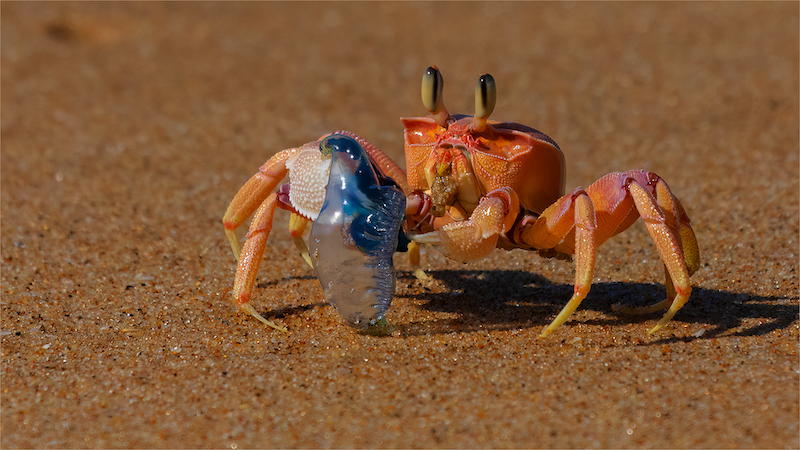 PSSA SILVER MEDAL - WILDLIFE NO BIRDS -LEKKER VET BLOUBLASIE - ANDRE SERFONTEIN-IMAGE LINK VIRTUAL CLUB