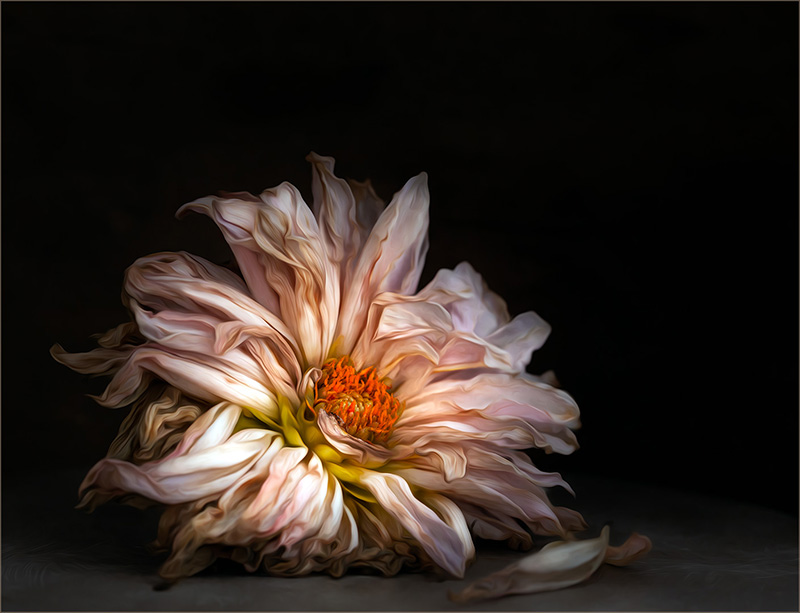 PSSA SILVER MEDAL-OPEN COLOUR-JUST ME-ARLENE MULLINS-ON THE ROCKS CAMERA CLUB