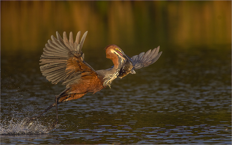 PSSA SILVER MEDAL-WILDLIFE BIRDS ONLY-A FINE CATCH-JACQUES SELLSCHOP-HIBISCUS PHOTOGRAPHIC SOCIETY