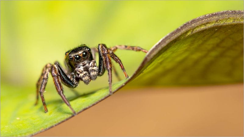 Kroonstad Fotoklub Club Medal - Nature Macro - Jumping beauty - Susan Otten - Midlens Fogtoklub.jpg