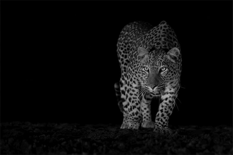 Kroonstad Fotoklub Club Medal - Open Monochrome - Luiperd in die nag by water - Trix Jonker - Bloemfontein Kameraklub.jpg