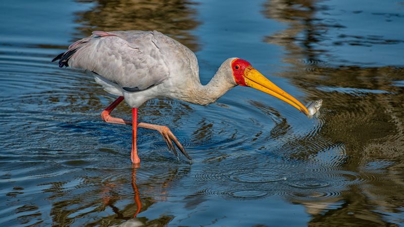 Kroonstad Fotoklub Club Medal - Wildlife Birds only - I am satisfied - Gerhard Geldenhuys - Nelspruit Photographic Society.jpg