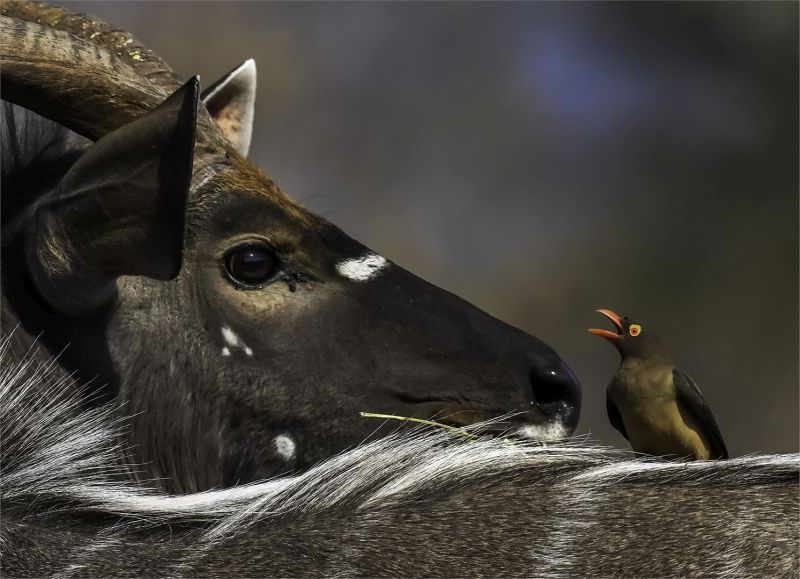 Kroonstad Fotoklub Club Medal - Wildlife No Birds - Nyala and Red Billed Oxpecker eye to eye - Steyn Joubert - Kriel Foto Club.jpg