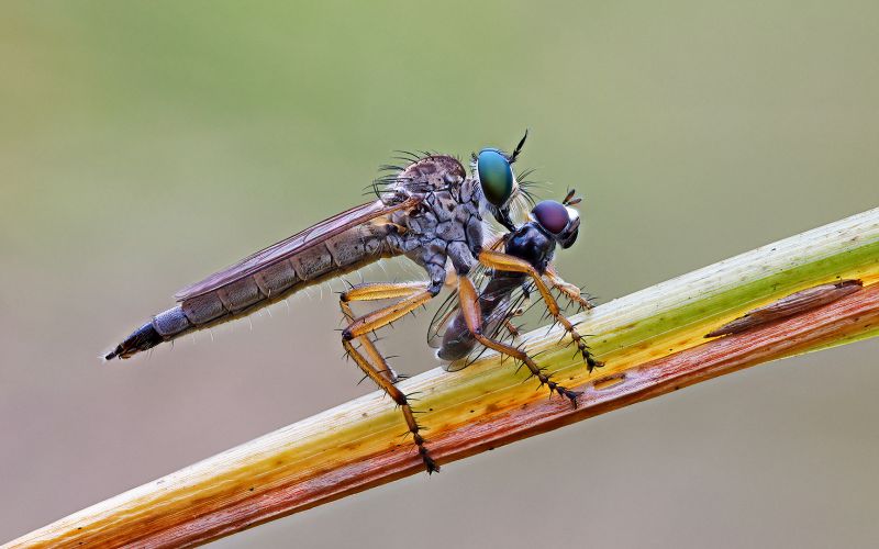 PSSA Bronze Medal - Nature Macro - Robbers Lunch - David Knox-Whitehead - Hillcrest Camera Club.jpg