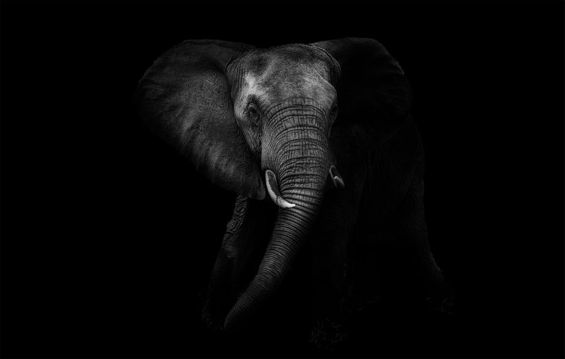 PSSA Bronze Medal - Open Monochrome - Elephant from the dark - Wayne dos Santos Niz - Westville Camera Club.jpg