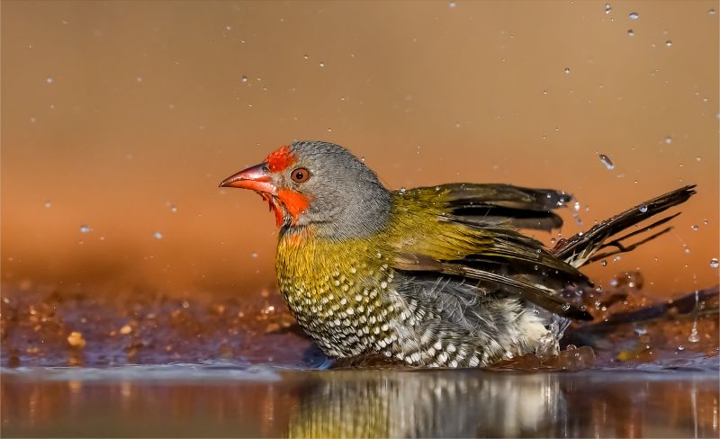 PSSA Bronze Medal - Wildlife Birds only - Green Winged Pytilia Bathing - Steyn Joubert - Vanderbijlpark Fotografiese Vereniging.jpg