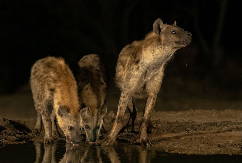 PSSA Bronze Medal - Wildlife No Birds - Neus in die lug - Leon Venter - Bethal Fotografie Klub.jpg