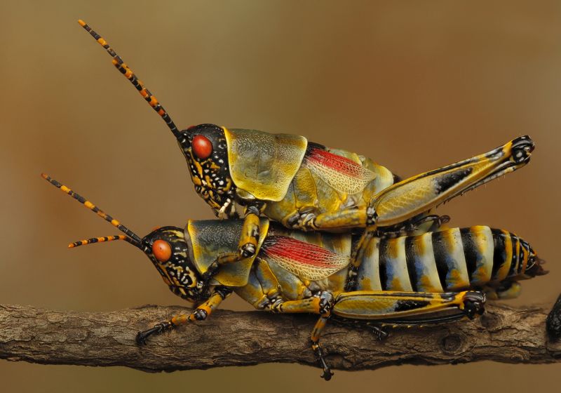 PSSA Silver Medal - Nature Macro - Vivid Mating - Nico Hattingh - Springs Photographic Club.jpg