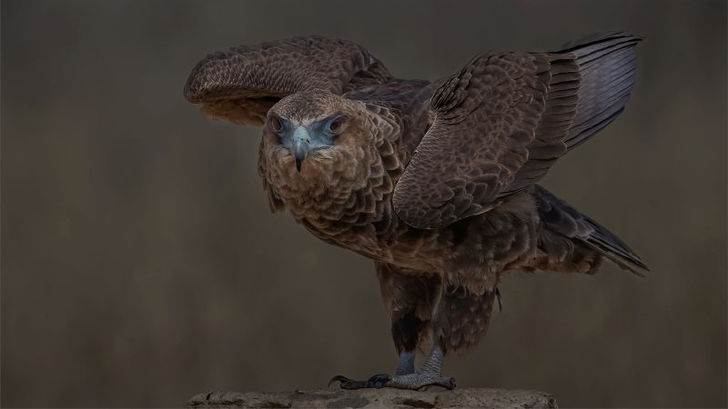 PSSA Silver Medal - Wildlife Birds only - Bateleur-1-22 - Hennie Louw - Bosveld Fotografie Klub.jpg