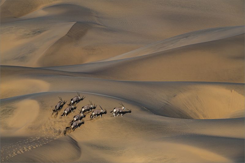 PSSA Silver Medal - Wildlife No Birds - Struggling up the dune - Dewald Tromp - Midlens Fotoklub.jpg