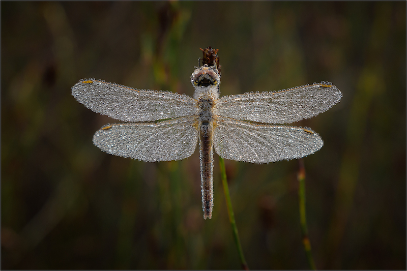 KCC Silver Medal - Nature - Colour - Touched by a water fairy - Herman Olivier - Swartland Fotografieklub